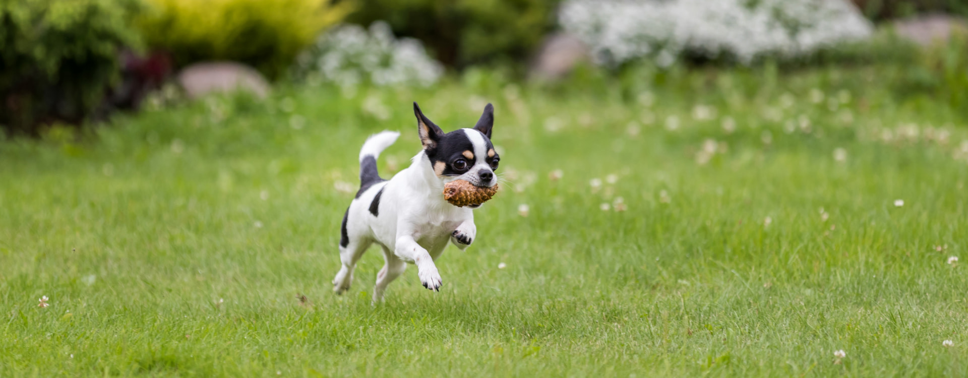 Perro corriendo por una pradera verde con una piña en la boca