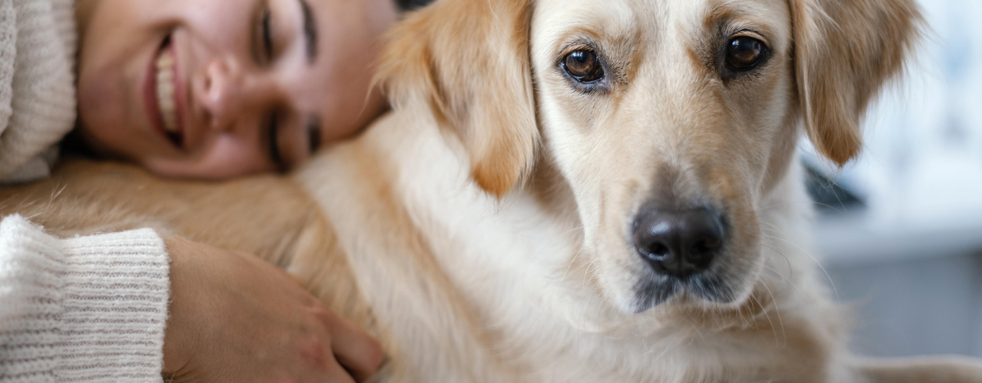 Labrador dog cuddled by his owner