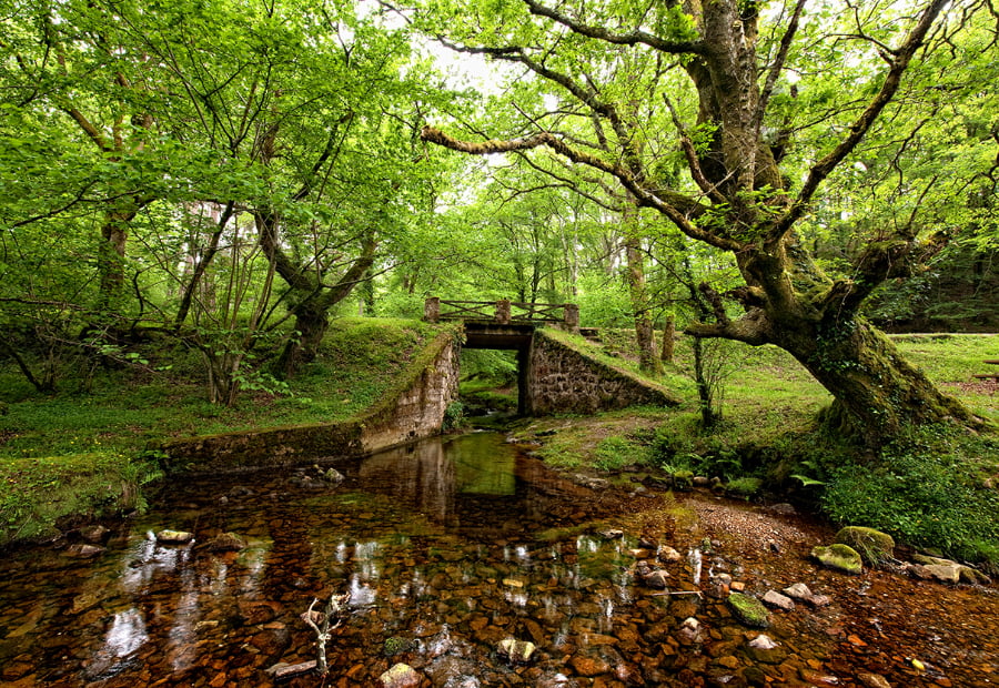 Bosque en Hoznayo cerca de los apartamentos la Albarca