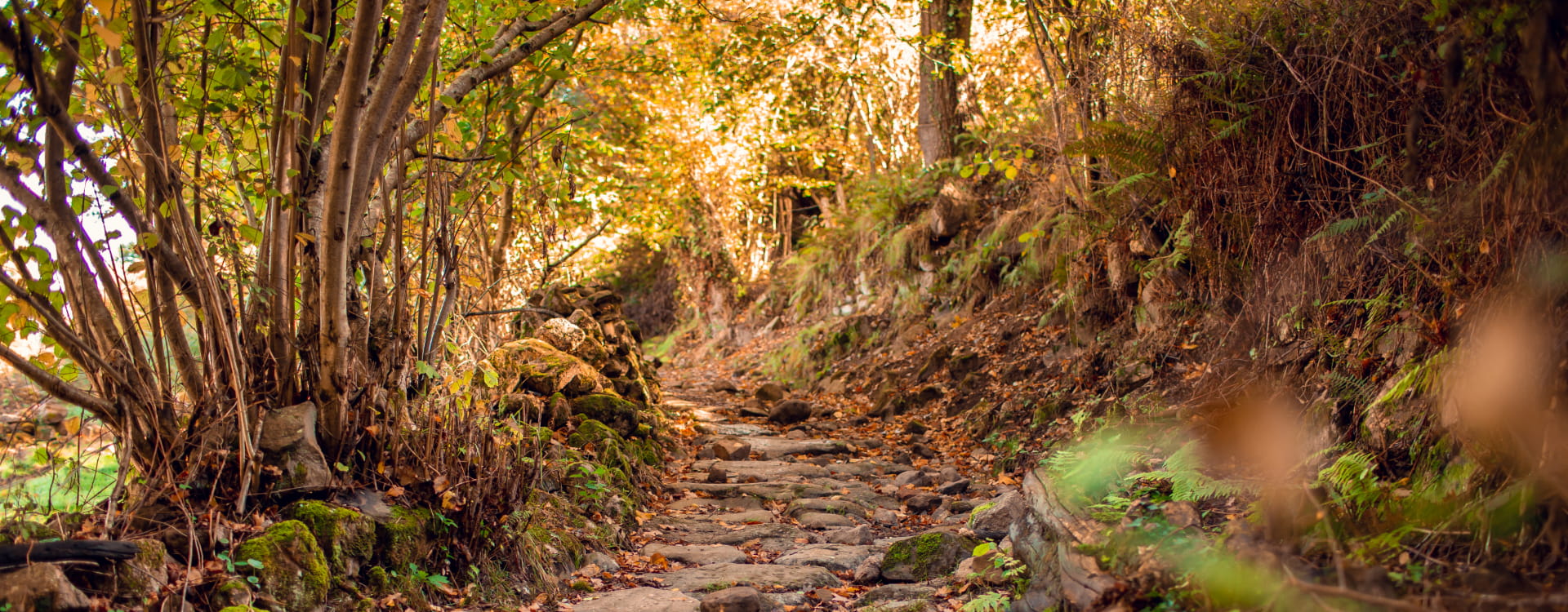 Stone path in a forest with brown leaves