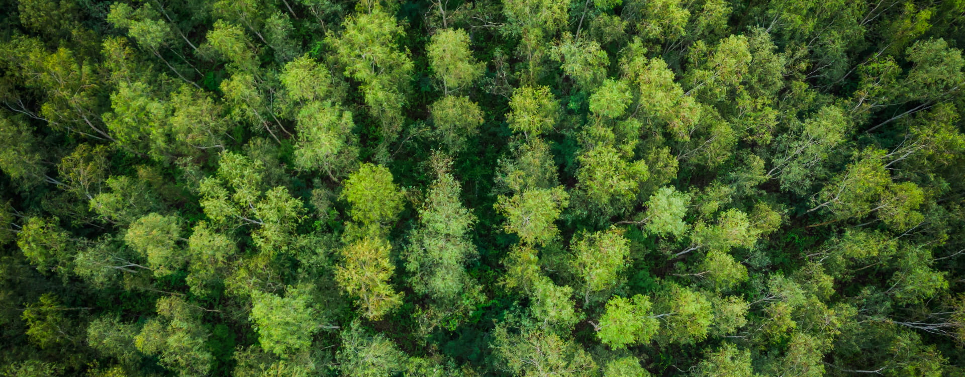 Aerial view of a lush forest of trees with green leaves.