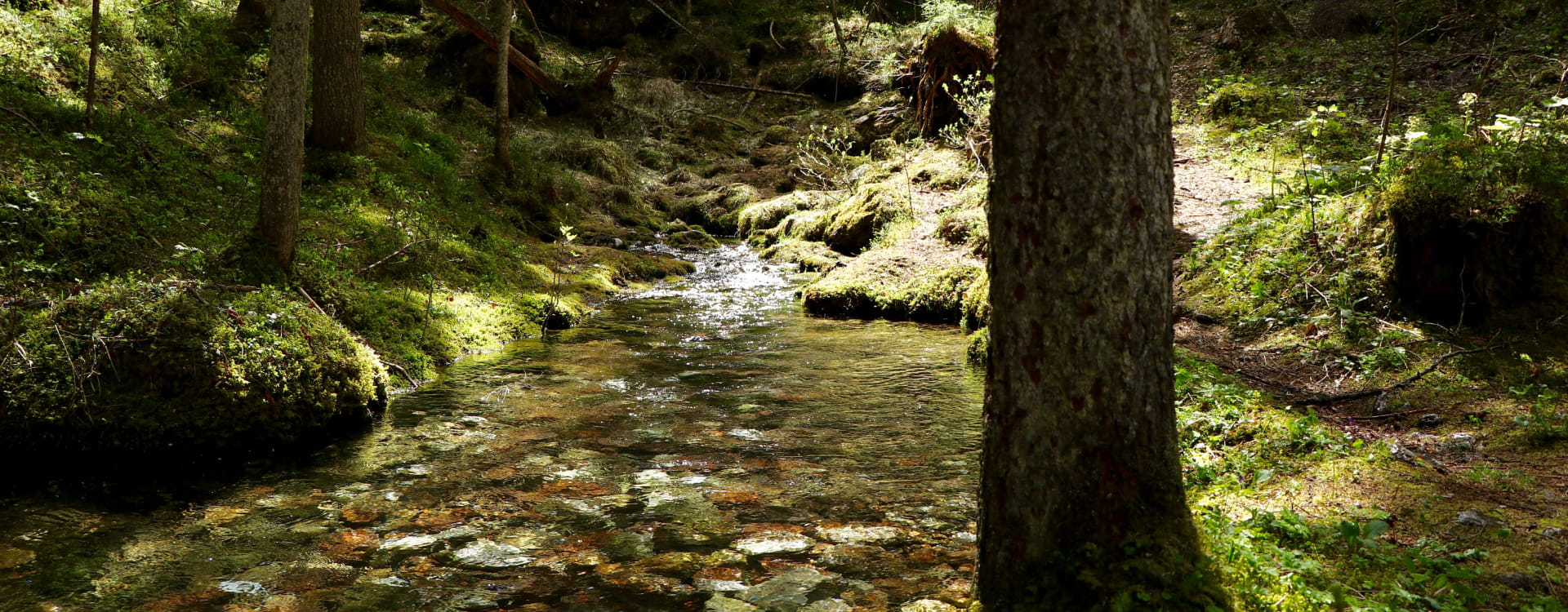 Quiet stream in the middle of the forest