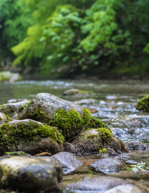 Piedras mojadas en un riachuelo en medio del bosque