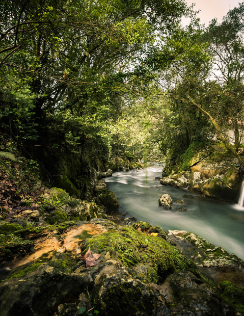 Riachuelo en medio de un bosque verde