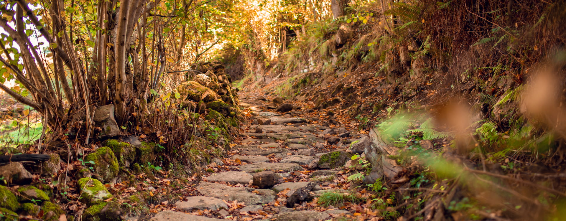 Stone path with dry leaves in the middle of the forest